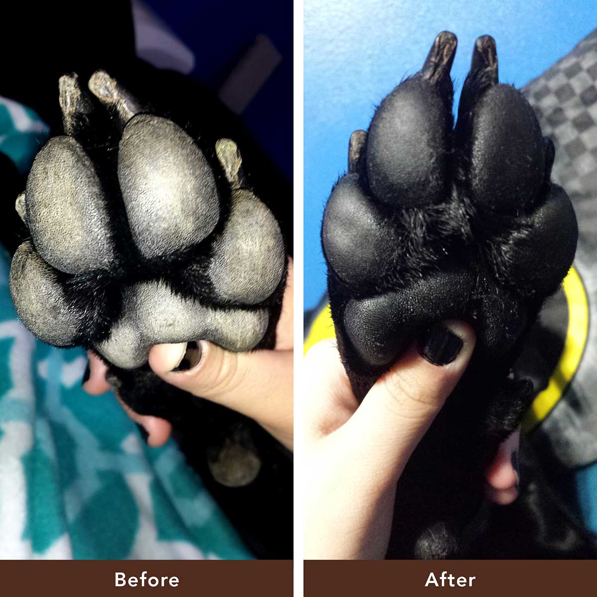 PawTection - Image 5
